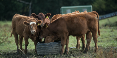 Managing Mineral Intake